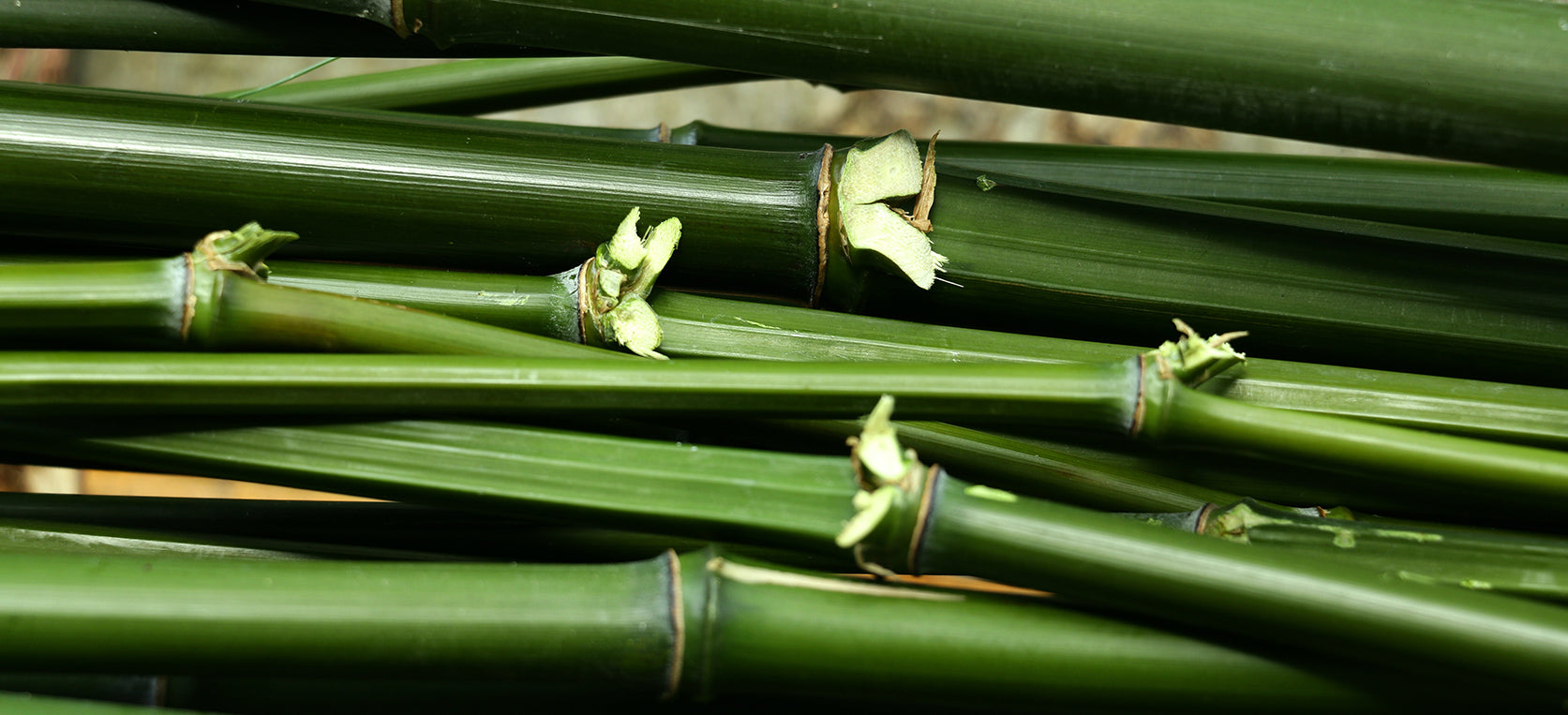 How Are Bamboo Sheets Made Bamboo Fabric's Journey Hush