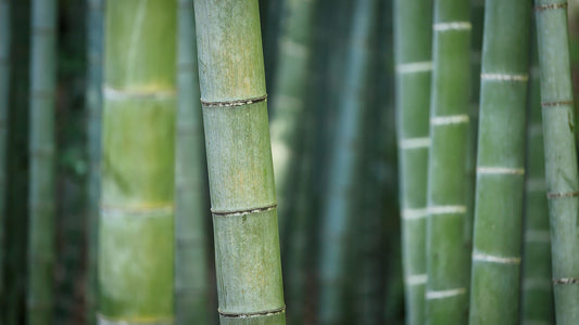 A close-up shot of lush green bamboo trees.